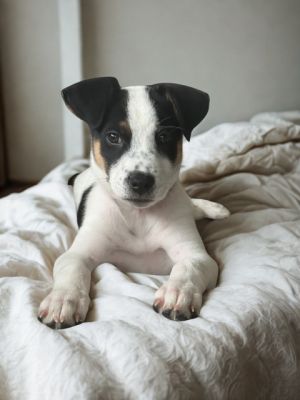 Poppy Lee, Baby Female Fox Terrier