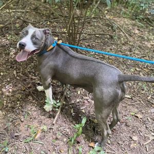 Mittens, Adult Female Mixed Breed