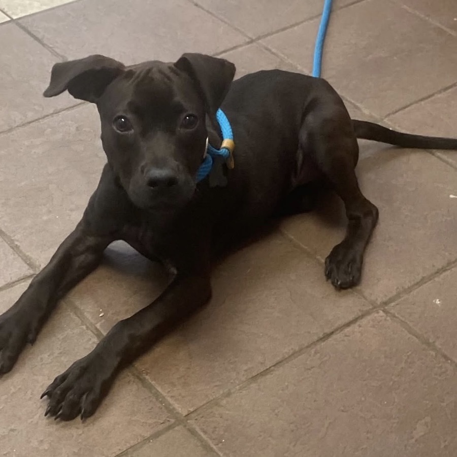 06/27/2025-Stray-DrakeStreet-BQ