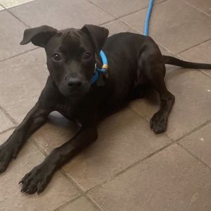 06/27/2025-Stray-DrakeStreet-BQ, Baby Female Mixed Breed