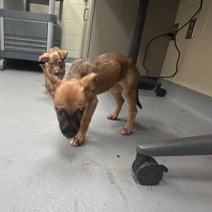 Milly 1270, Baby Female Mixed Breed