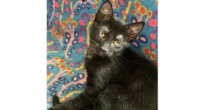 Onyx, Baby Female unknown