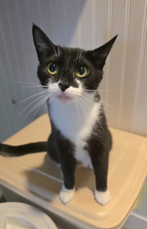 Lil Bit, Young Female Domestic Short Hair