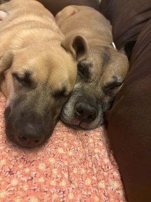 Sandy, Baby Female Anatolian Shepherd