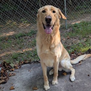 Churchill, Adult Male Yellow Labrador Retriever