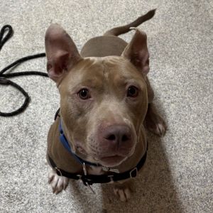 Chase, Adult Male Mixed Breed
