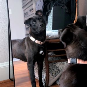 Astrid, Adult Female Mixed Breed
