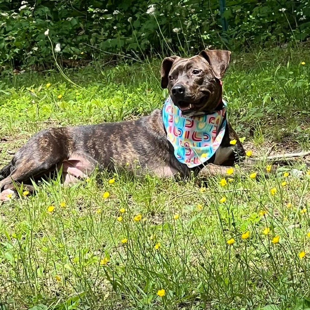 Willow