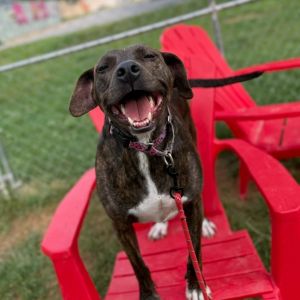 Willow, Adult Female Mixed Breed