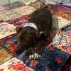 Willow photo 6