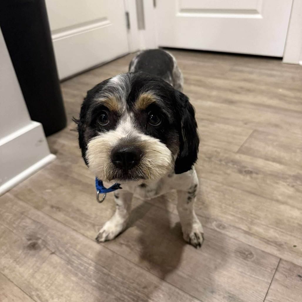 Benji