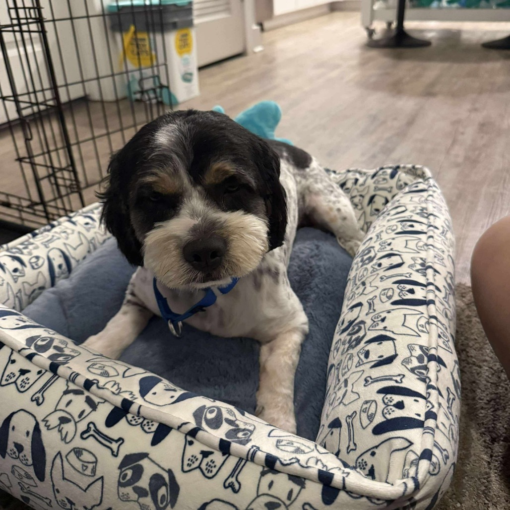 Benji