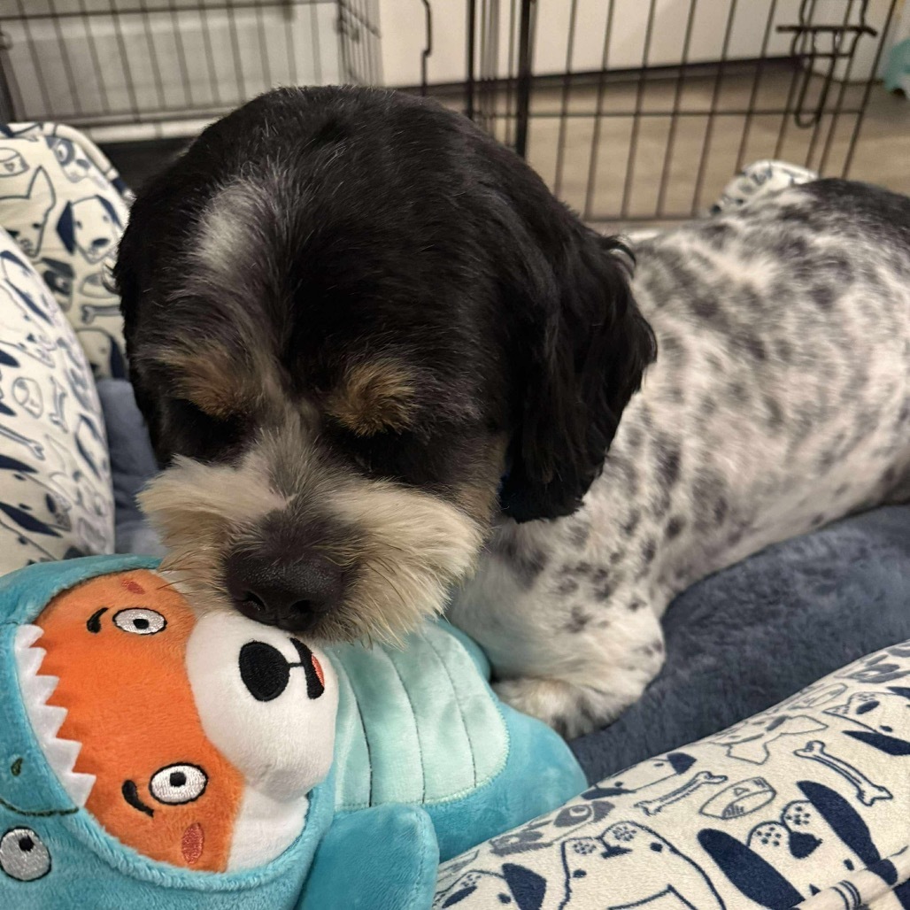 Benji