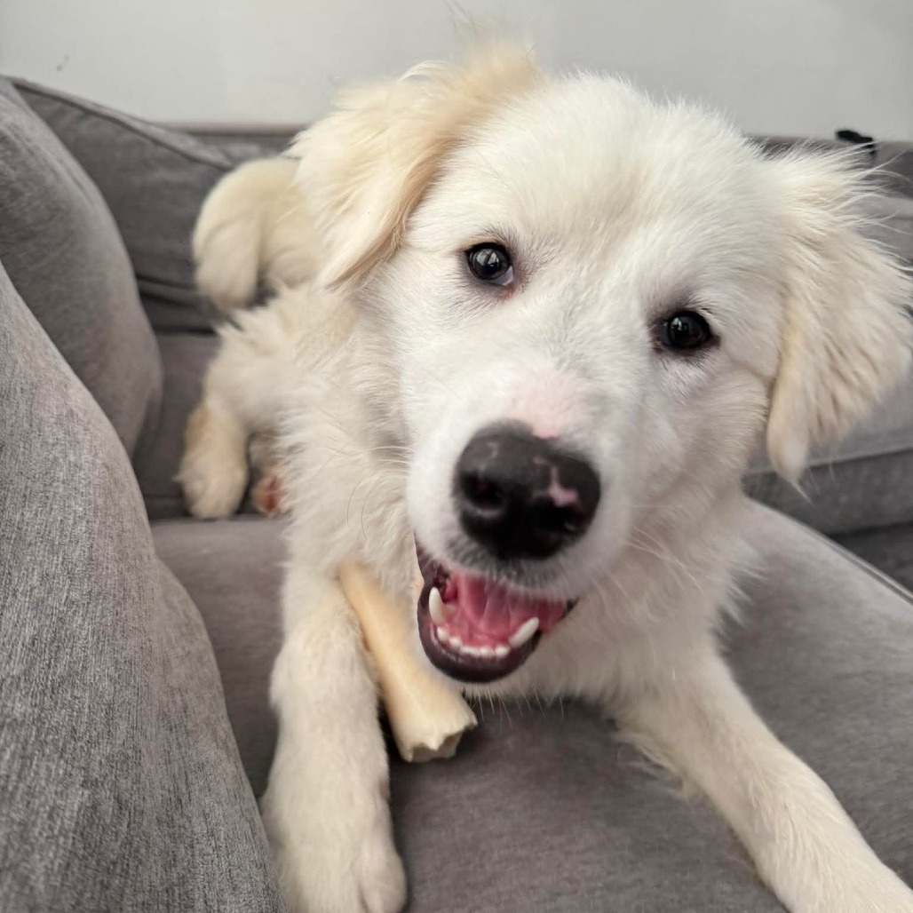 Finn