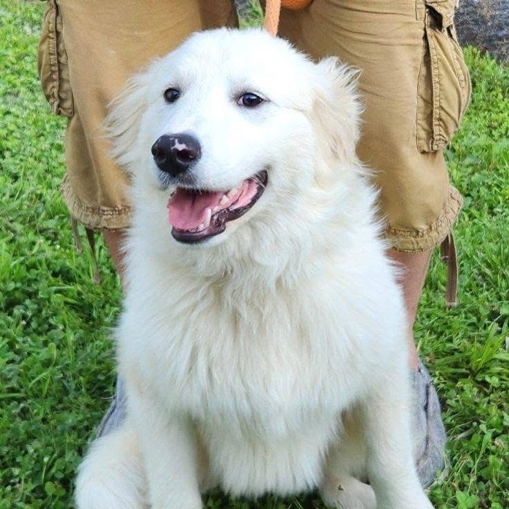 Finn