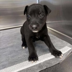Cali Sunrise, Baby Male Mixed Breed