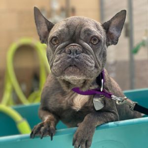 Escargot French Bulldog Dog