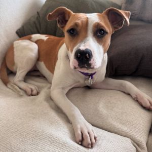 Margo Pit Bull Terrier Dog