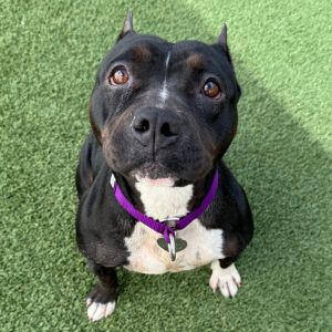 June Carter Pit Bull Terrier Dog