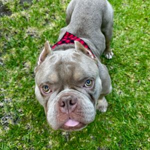 Garth Pit Bull Terrier Dog