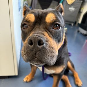 Violet Pit Bull Terrier Dog