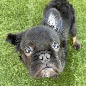 Oliver French Bulldog Dog