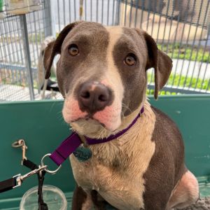 Rosita Pit Bull Terrier Dog