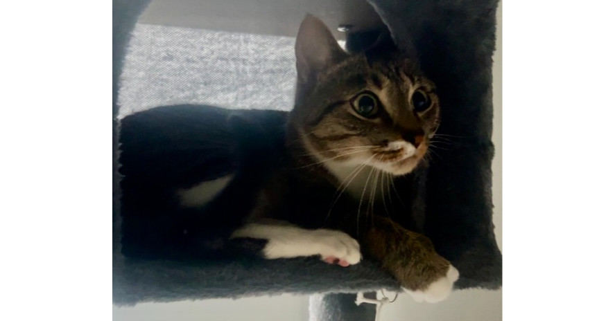 Shyla