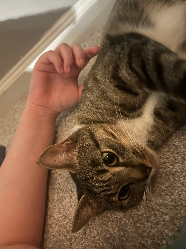 Shyla