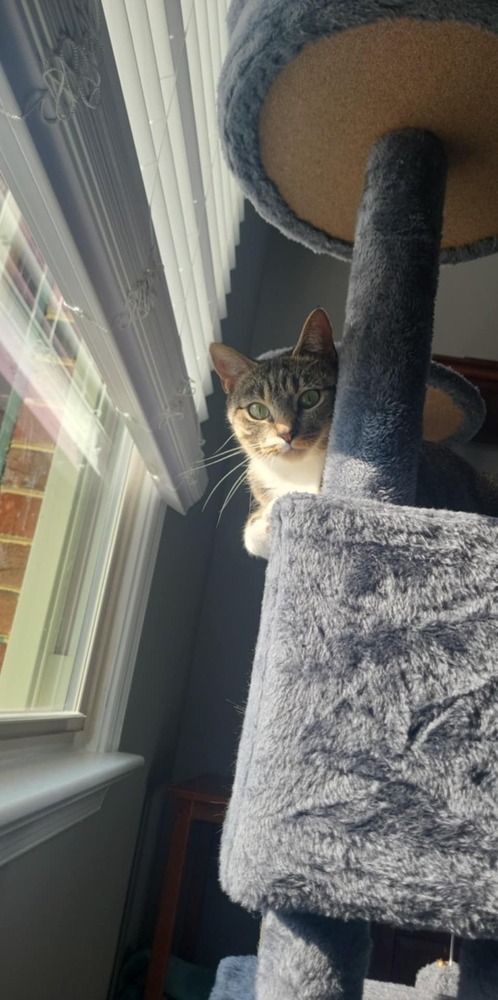 Shyla