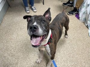 Rufus Mixed Breed Dog