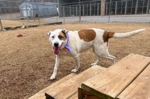 Linda/Guardian Mixed Breed Dog