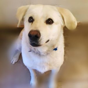 Mansard is on site at our adoption center in SoHo Mansard is a 3 12-year-old male who would thrive