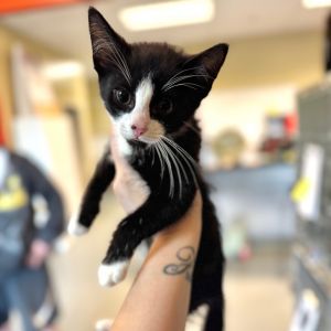 Wesley, Baby Male Domestic Short Hair