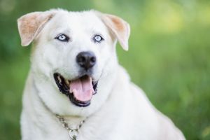 Frank Sinatra, Senior Male Labrador Retriever