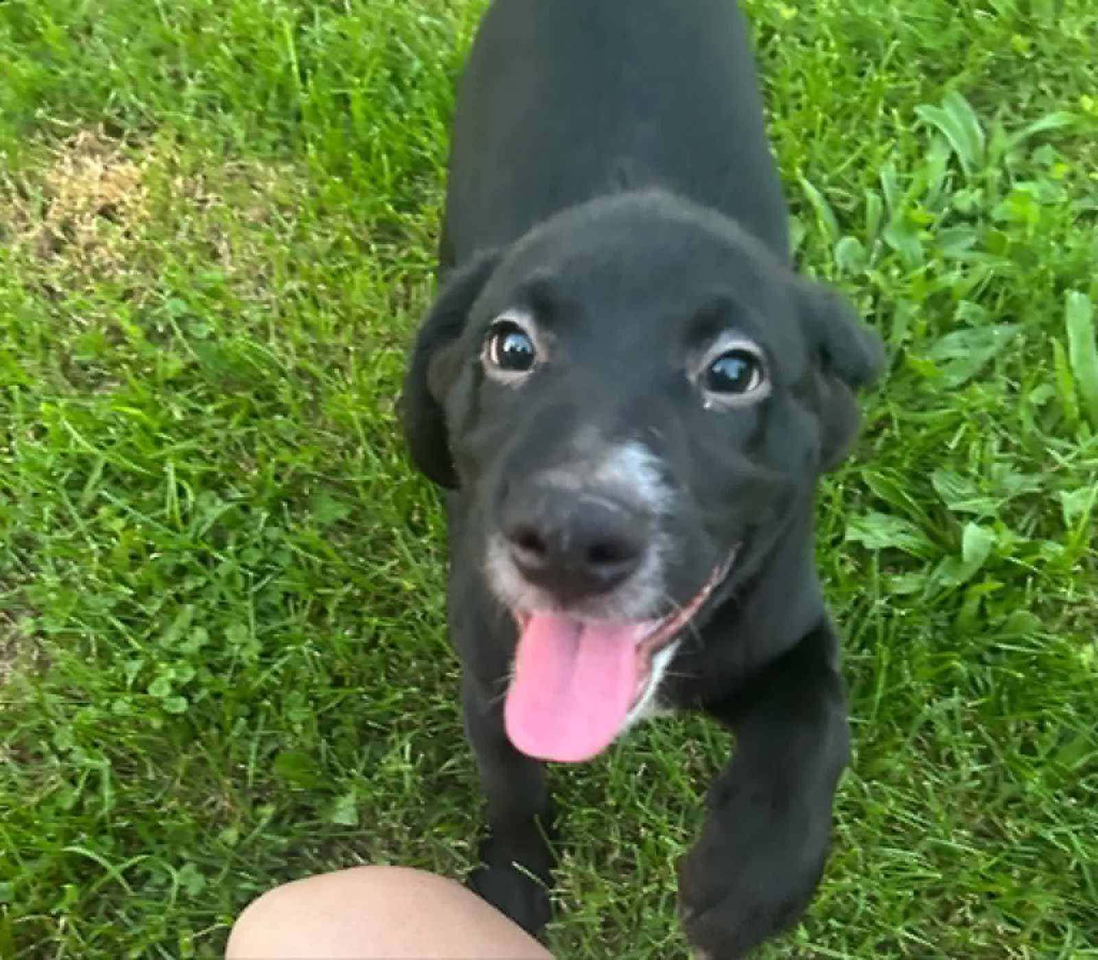 Louie