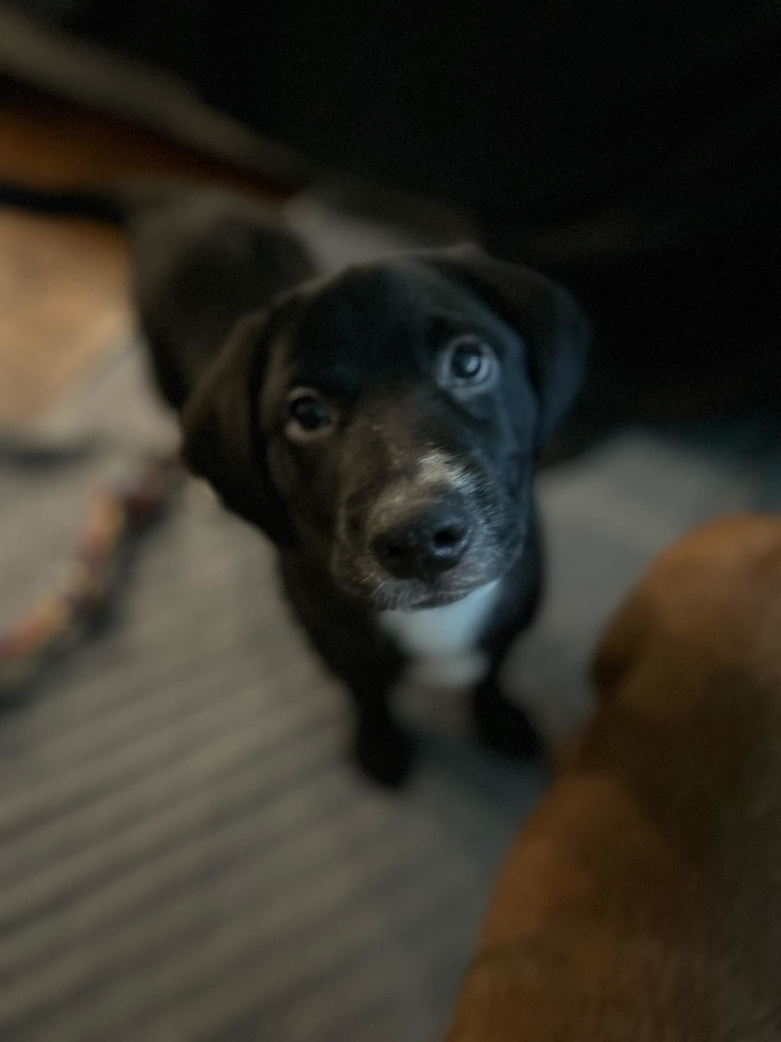 Louie