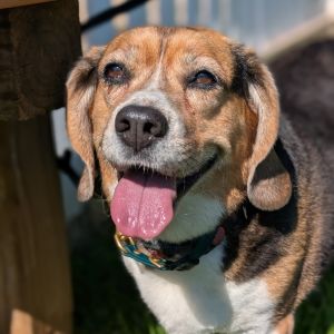 Cheeky, Senior Female Beagle