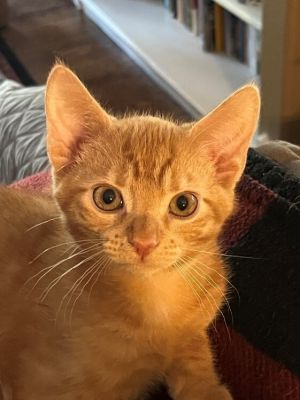 Willie, Young Male unknown