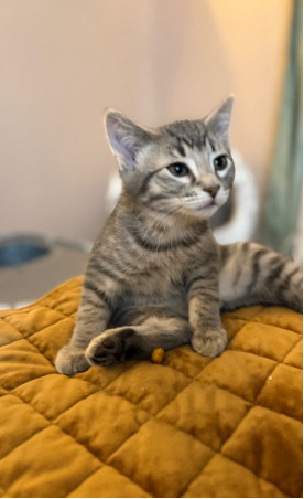 Ru, an adoptable Domestic Short Hair in Fort Collins, CO, 80524 | Photo Image 2