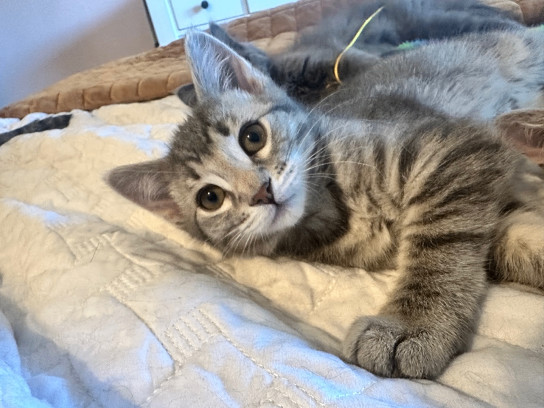 Ru, an adoptable Domestic Short Hair in Fort Collins, CO, 80524 | Photo Image 4