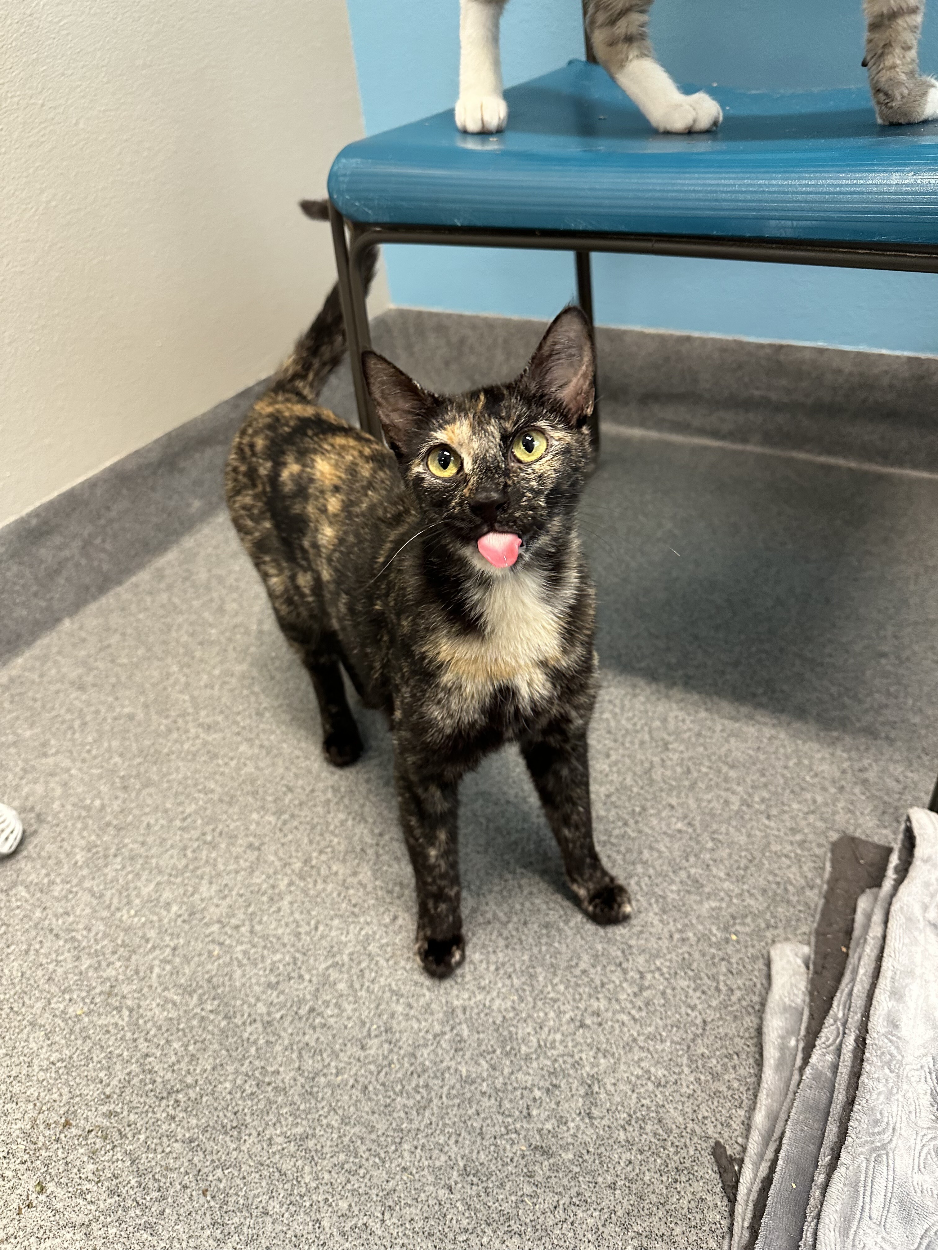Ditsy, an adoptable Domestic Short Hair in Fort Collins, CO, 80524 | Photo Image 2