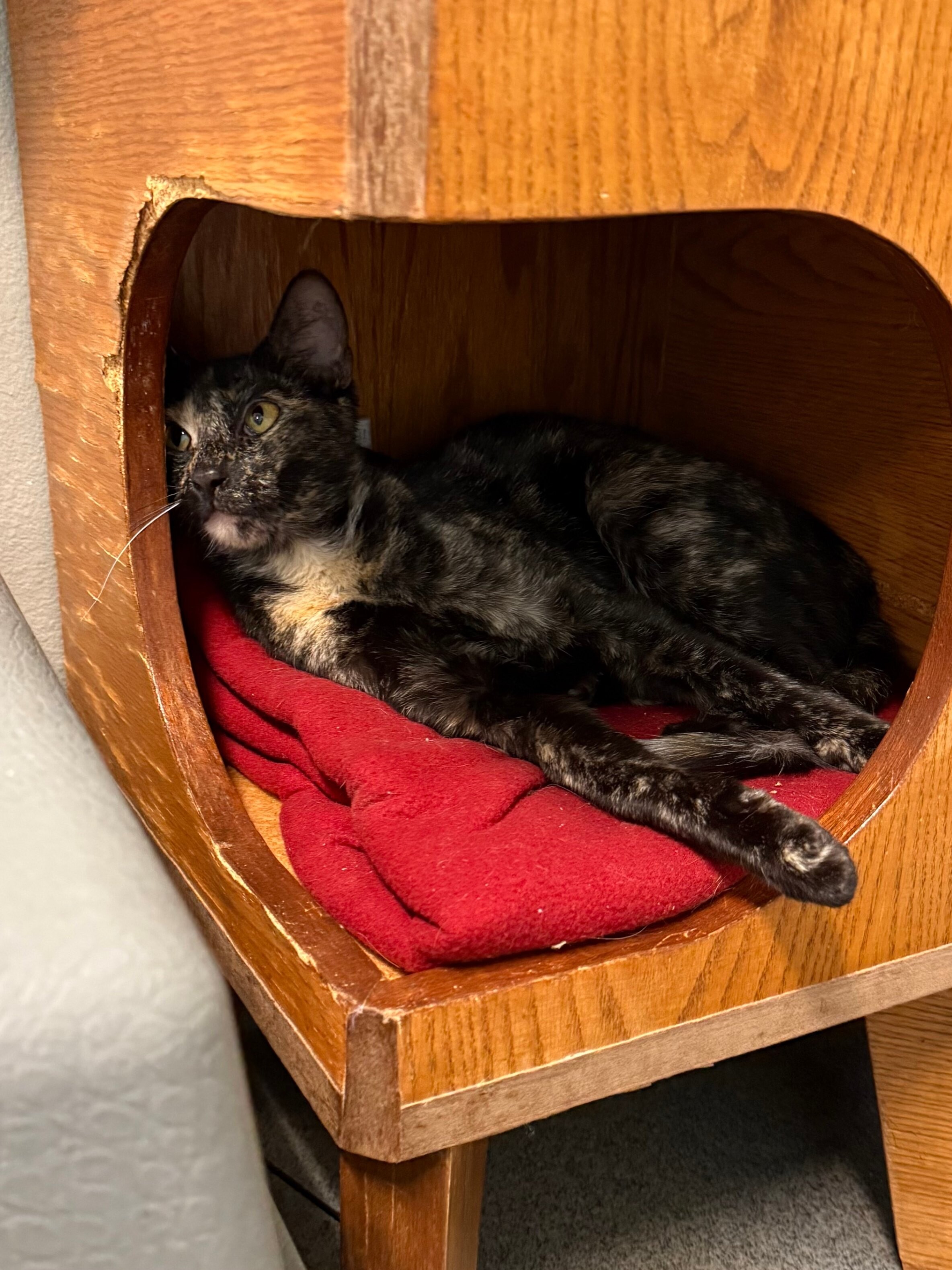 Ditsy, an adoptable Domestic Short Hair in Fort Collins, CO, 80524 | Photo Image 3