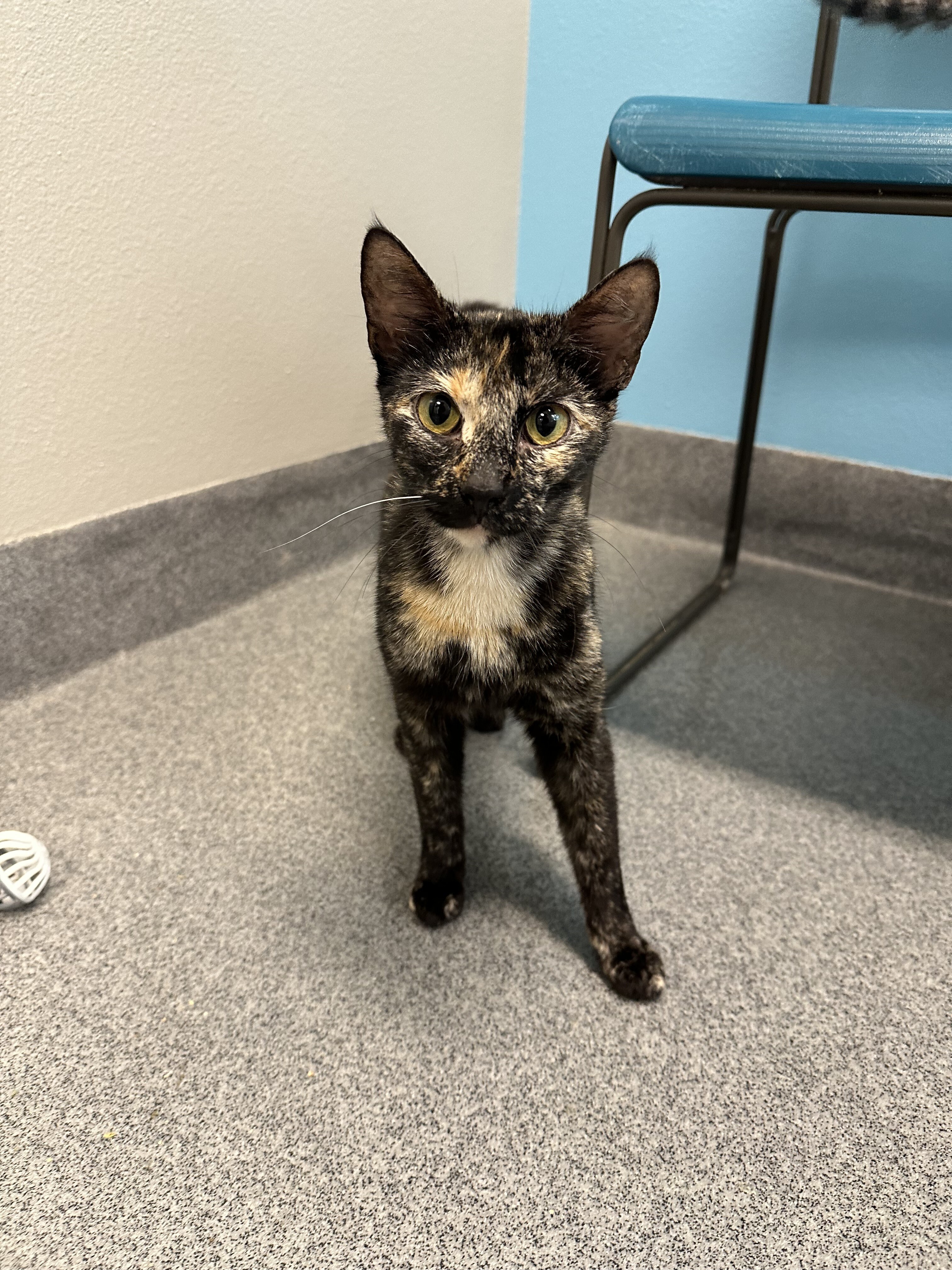 Ditsy, an adoptable Domestic Short Hair in Fort Collins, CO, 80524 | Photo Image 4