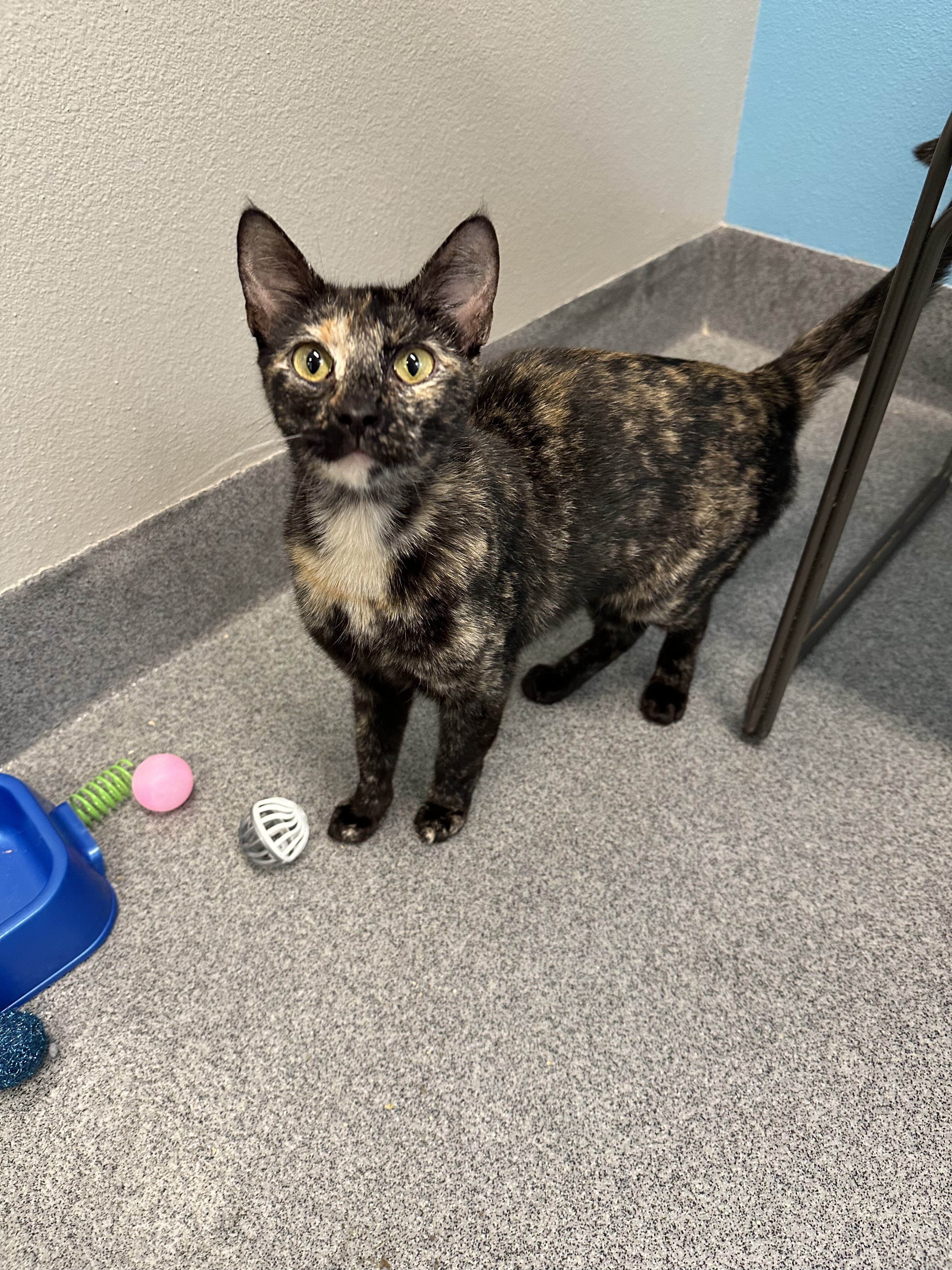 Ditsy, an adoptable Domestic Short Hair in Fort Collins, CO, 80524 | Photo Image 5