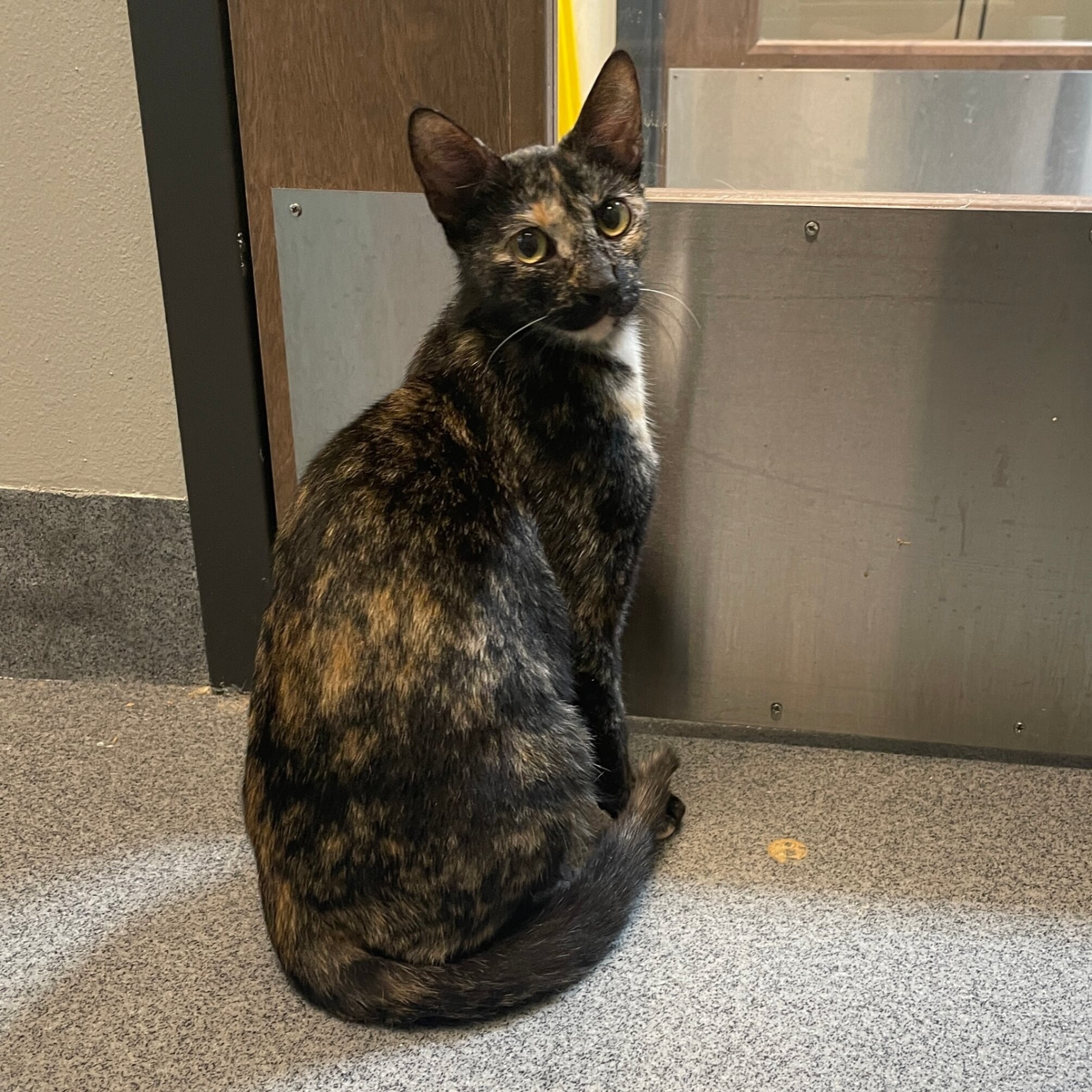 Ditsy, an adoptable Domestic Short Hair in Fort Collins, CO, 80524 | Photo Image 6