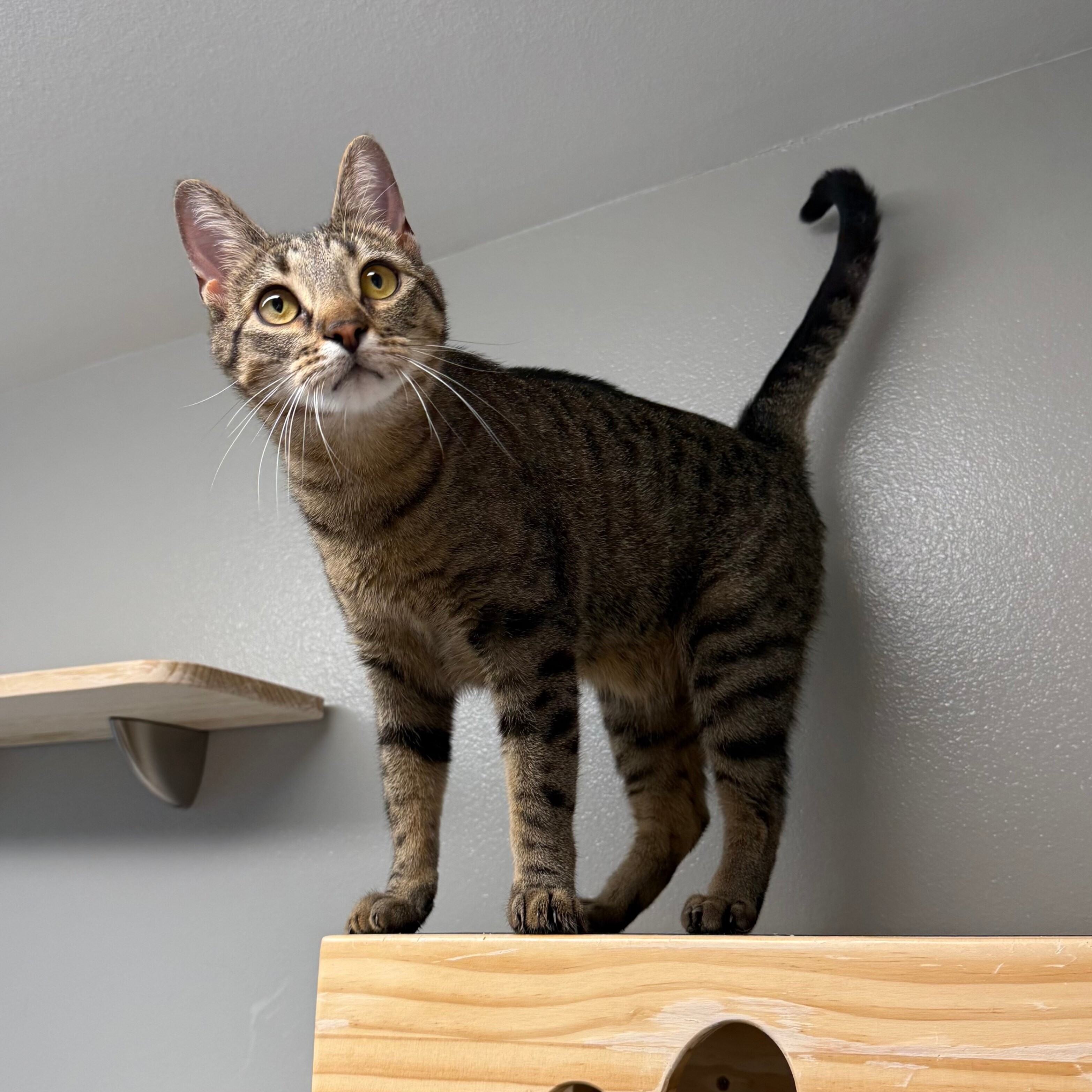 Ricky Ricardo, an adoptable Domestic Short Hair in Fort Collins, CO, 80524 | Photo Image 1