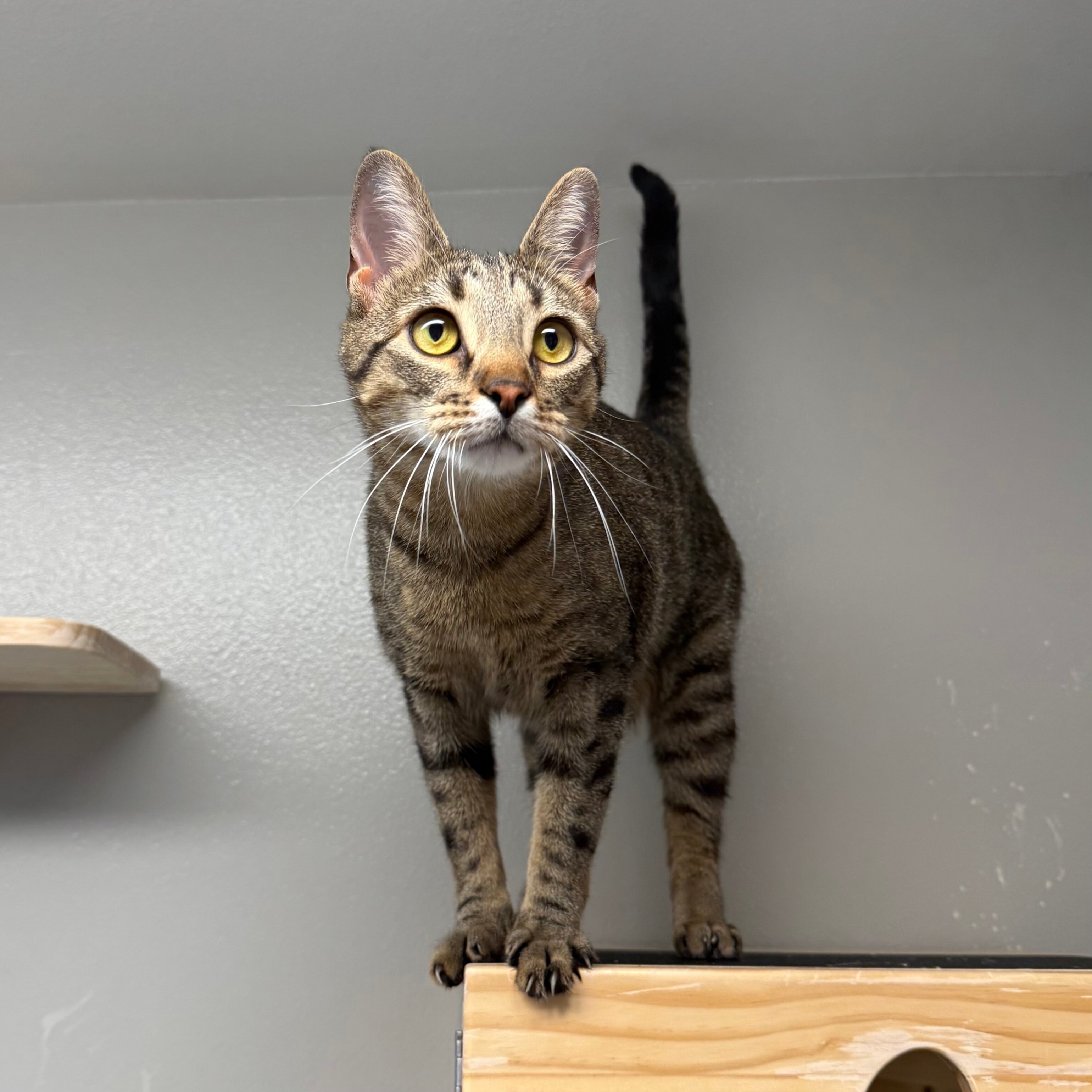 Ricky Ricardo, an adoptable Domestic Short Hair in Fort Collins, CO, 80524 | Photo Image 2