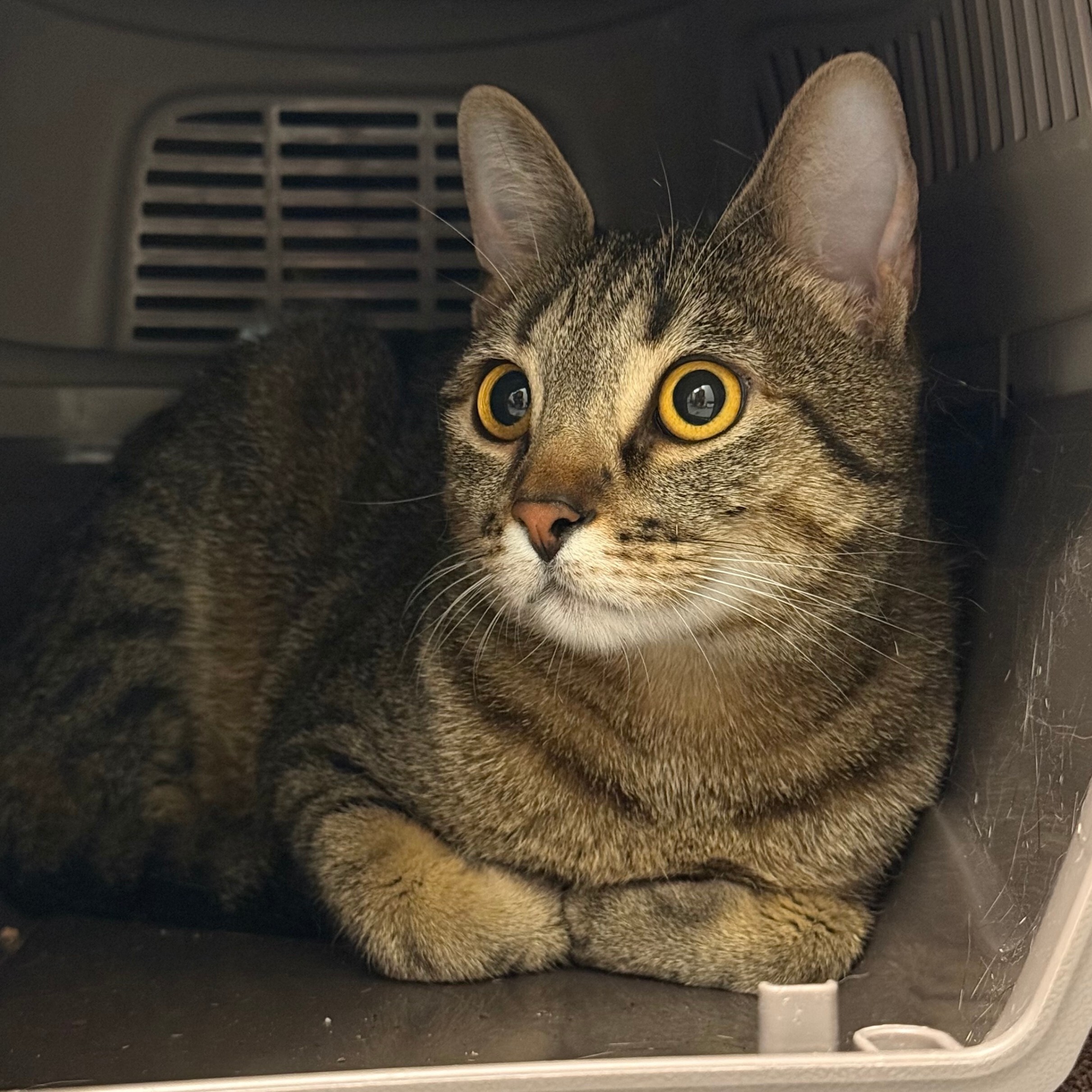 Ricky Ricardo, an adoptable Domestic Short Hair in Fort Collins, CO, 80524 | Photo Image 3