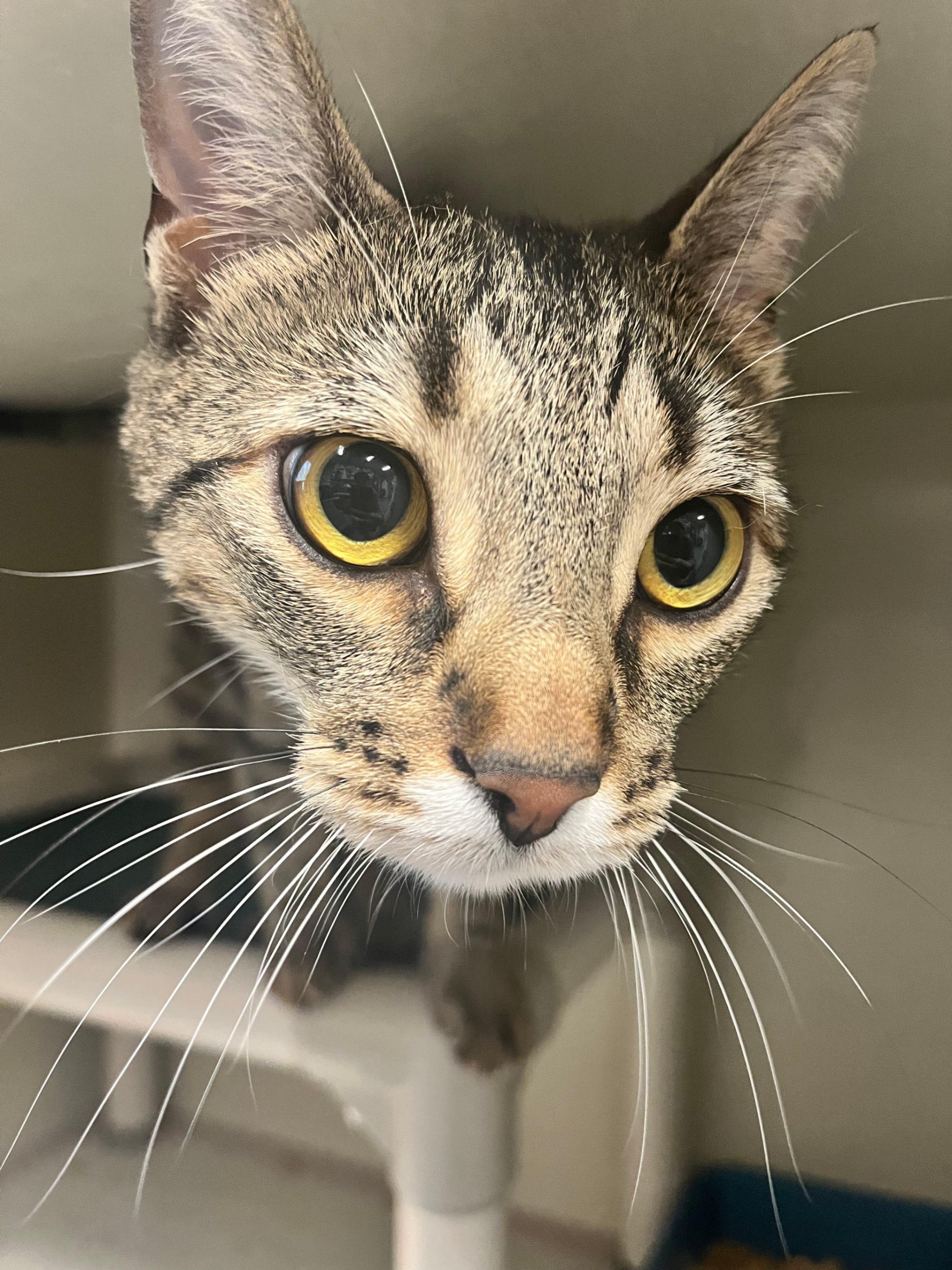 Ricky Ricardo, an adoptable Domestic Short Hair in Fort Collins, CO, 80524 | Photo Image 4